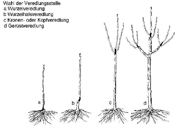 Obstbaumveredlung